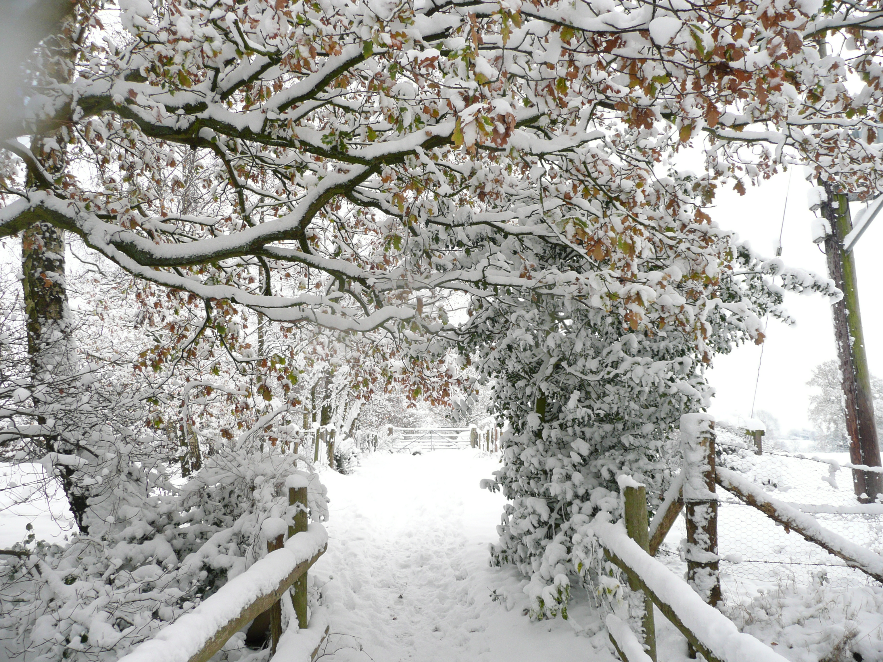 Winter Snow