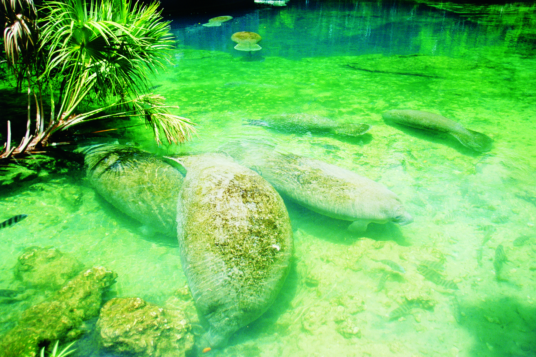 Manatees